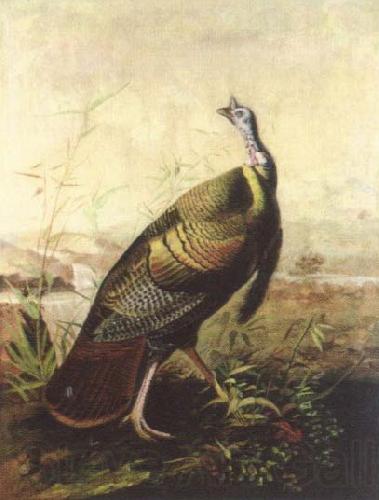 John James Audubon the american wild turkey cock Spain oil painting art